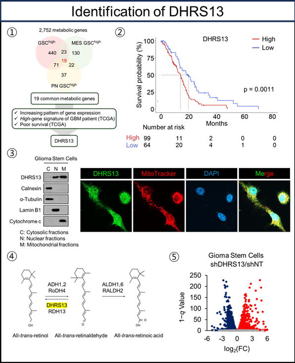 뇌종양줄기세포의 생존과 연관된 대사 유전자 ‘DHRS13’ 발굴. 사진=한국연구재단
