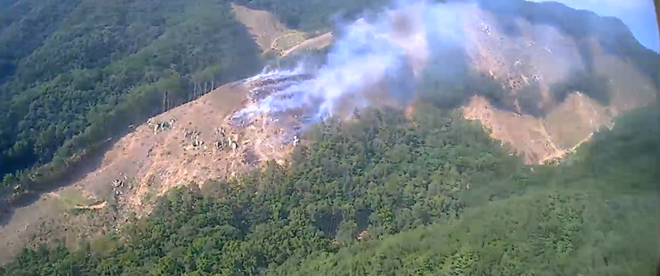 (사진제공=산림청)