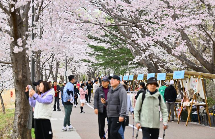 2분기 관광동향 관련(4월 영랑호 벚꽃축제 당시