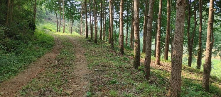 숲가꾸기 사업 본격 추진(중앙탑면 창동리 산 일대에서 큰나무가꾸기 작업