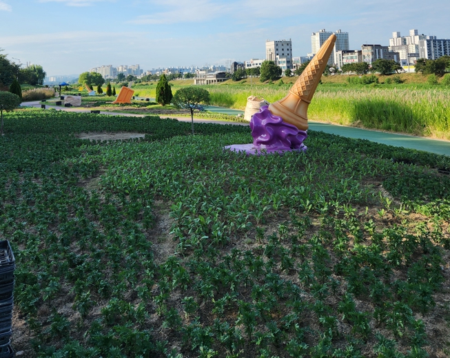 청주시, 무심천 꽃정원에 가을 꽃 식재 완료