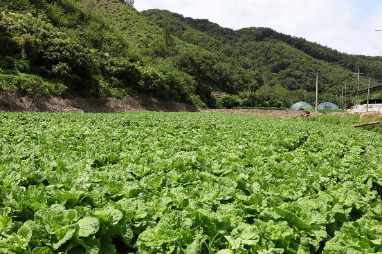 CJ제일제당, 고온적응성 배추 ‘그린로즈’ 개발