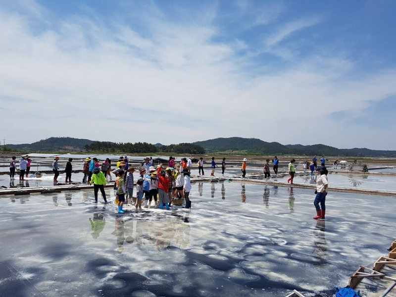 ▲오는 24·25일 양일간 아시아 최초로 지정된 슬로시티 증도에서 ‘제2회 보물섬 함초축제’가 열린다. 사진은 제 1회대회 소금밭 체험 현장. (사진=신안군 제공)