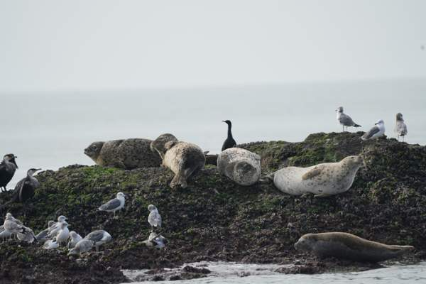 인천의 마스코트 점박이 물범