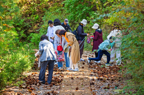 청리움, 가을걷이 축제에 500여 명 참여
