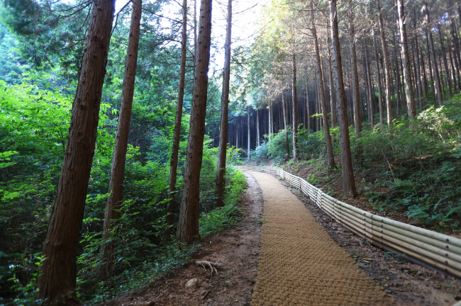 ▲고흥군 팔영산 편백 치유의숲 (사진=더파워뉴스 D/B)