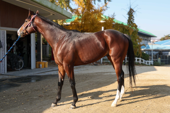 예측불가 2세마 기대주들의 격돌...오는 16일 렛츠런파크 서울서 ‘제19회 과천시장배’ 경마대회 개최