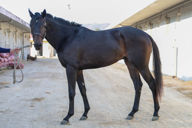 예측불가 2세마 기대주들의 격돌...오는 16일 렛츠런파크 서울서 ‘제19회 과천시장배’ 경마대회 개최