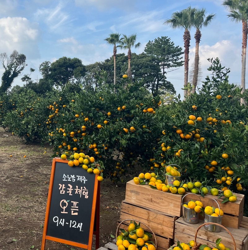 소노인터내셔널, 제주 감귤 체험 패키지 운영