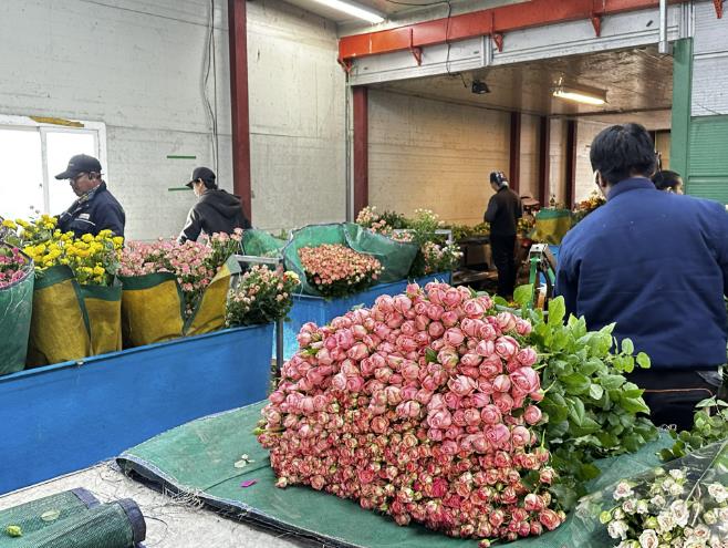 장미 농가 사진