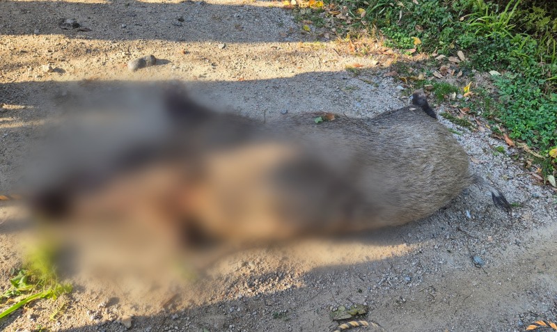 사살된 멧돼지.(사진제공=부산경찰청)