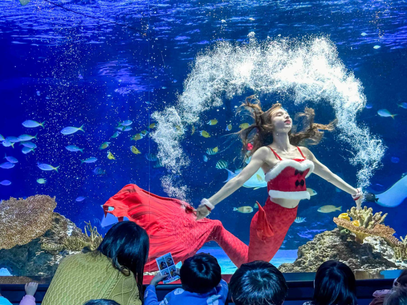 아쿠아플라넷, 연말 맞아 크리스마스 공연 및 할인 이벤트 실시
