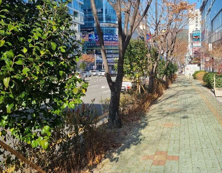 기장군 정관신도시 '도시바람길숲' 조성 현장./ 사진=기장군