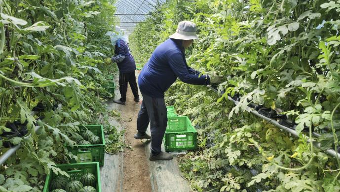 중소형수박 단지 사진