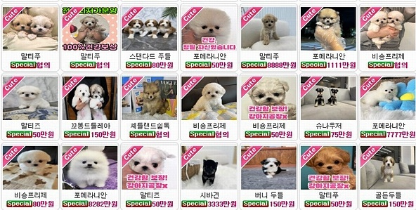 (사진제공=한국동물보호연합)