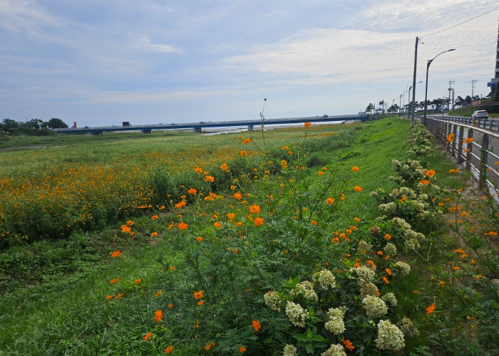 강현면 이장협의회 ‘쌍천 가꾸기 사업’ 사진