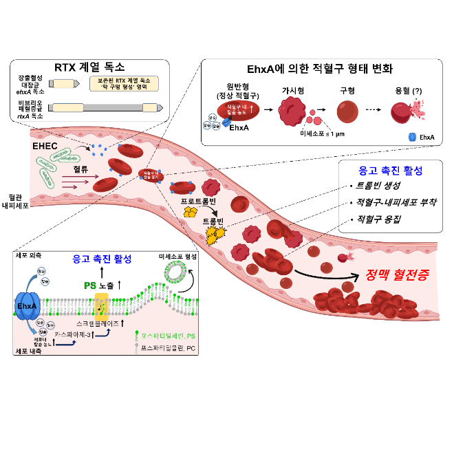 RTX 계열 독소(EhxA)에 의해 적혈구가 응고 촉진 상태로 전환되고 정맥 혈전이 형성되는 과정. 사진=한국연구재단