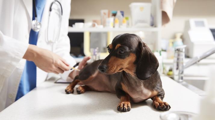 강북구 우리동네 동물병원에서 반려동물이 진료를 받고 있다.