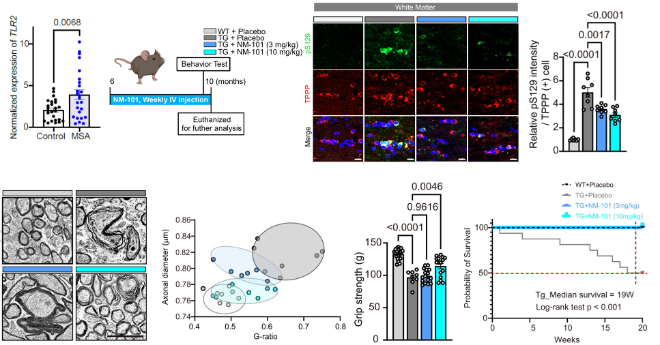 다계통 위축증 동물 모델에서 톨유사수용체2 항체에 의한 병리현상 조절 규명. 사진=한국연구재단