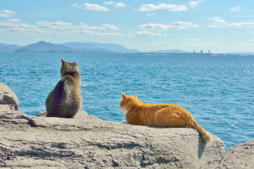 하나투어, 일본 고양이섬·토끼섬 가는 '밍글링 투어 Light' 출시