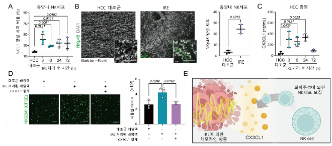 IRE매개의 간암 종양미세환경 변화 및 케모카인 방출. 사진=한국연구재단