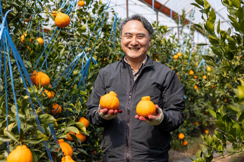 쿠팡, 제주 만감류 20톤 매입…'로켓프레시데이'서 할인 판매