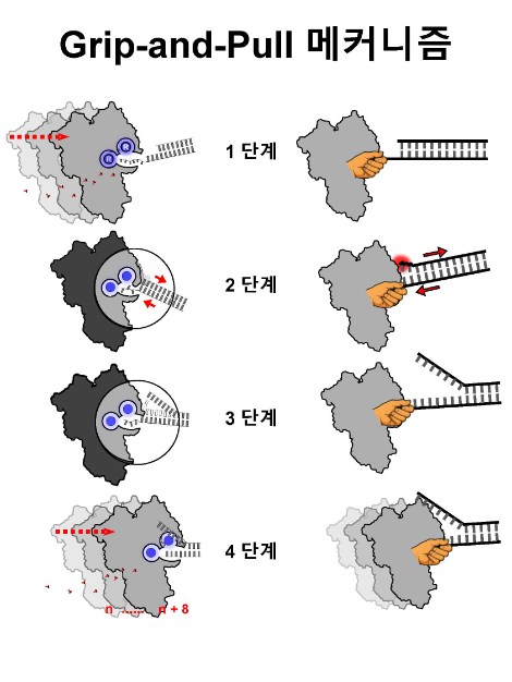 Grip-and-Pull 방식에 의한 Xrn1의 단계적 RNA 이중가닥 해리 과정. 사진=한국연구재단