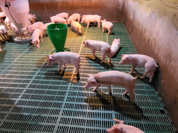 행복 농장 사진 / 경기도