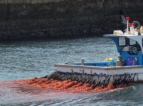 롯데마트, 남해안 햇멍게 4990원에 판매