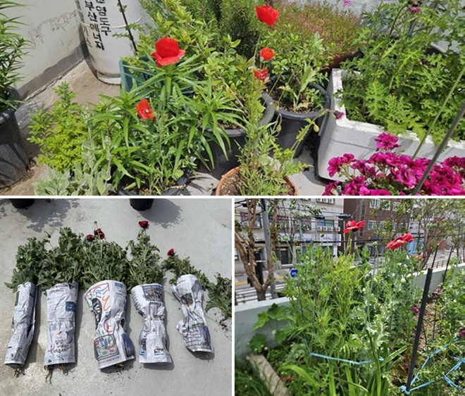 피의자 주거지 옥상에서 재배한 양귀비 압수.(제공=남해지방해양경찰청)