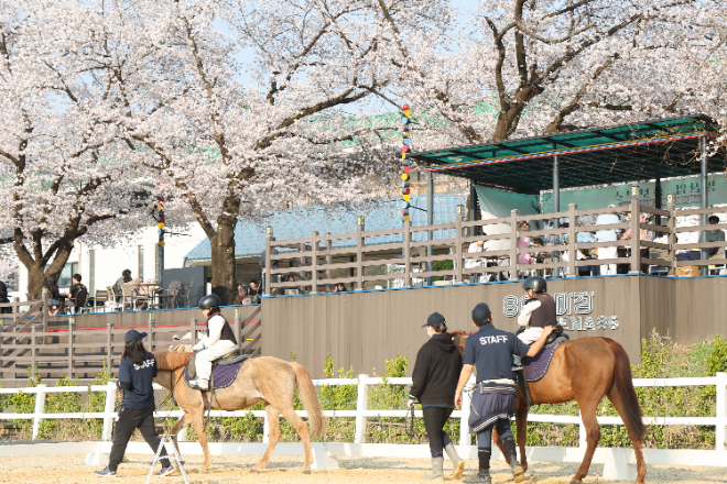 렛츠런파크 서울 벚꽃축제 ‘馬시멜로’ 개최