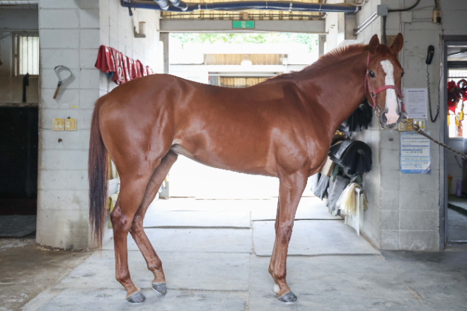 제6회 루나Stakes(L) 오는 5일 개최... 국산 3세 암말 ‘여왕의 왕관’ 쟁탈전