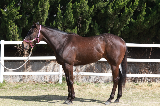 제6회 루나Stakes(L) 오는 5일 개최... 국산 3세 암말 ‘여왕의 왕관’ 쟁탈전