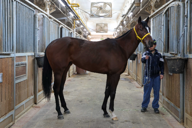 제6회 루나Stakes(L) 오는 5일 개최... 국산 3세 암말 ‘여왕의 왕관’ 쟁탈전