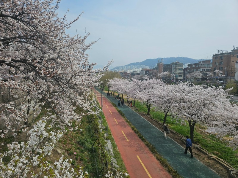 벚꽃 명소로 유명한 은평구 증산로 불광천 일대에 핀 벚꽃 풍경.