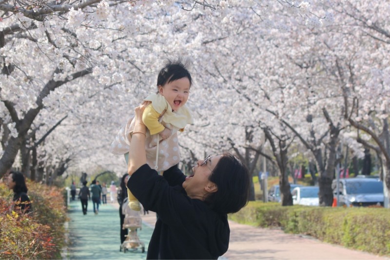 부산 금정구 스포원파크 북측주차장 일원에서 만개한 벚꽃 아래 한 시민이 아이를 안아 올리며 봄을 즐기고 있다 / 사진=부산시설공단