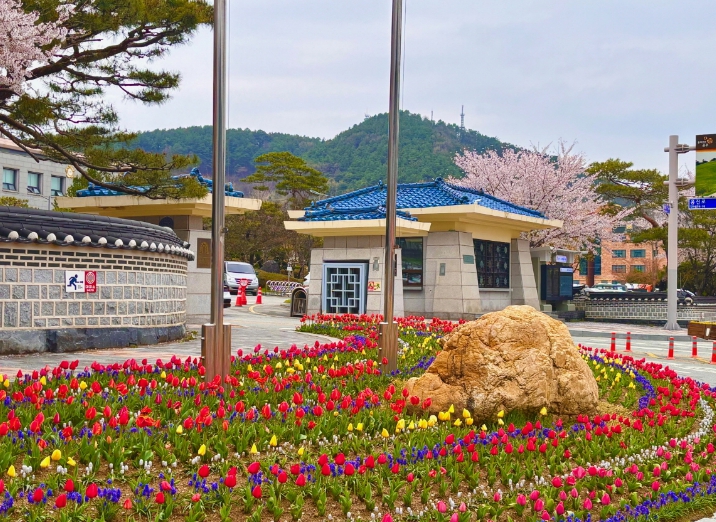 도심 봄꽃 식재_시청사 앞