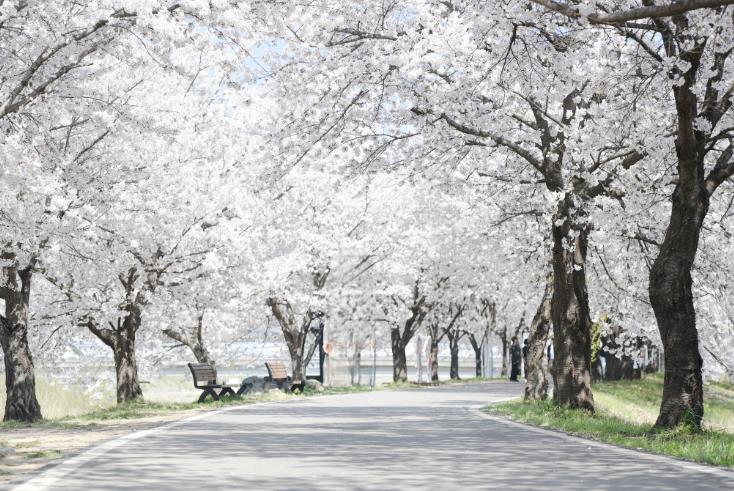 음성군, 일상 속 쉼표가 되는 ‘걷기 좋은 길 10선’ 선정(4)_감곡면 청미천 벚꽃길 전경