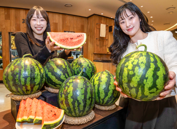 현대그린푸드, 함안 참박 수박 예약 판매 진행