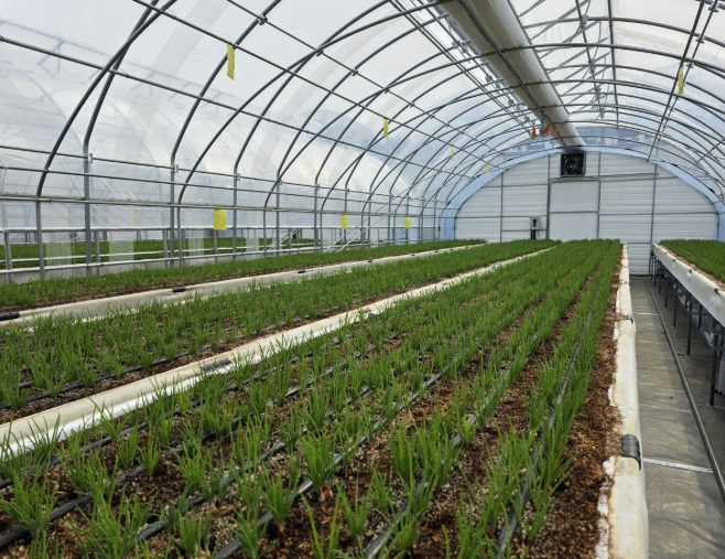 아산 스마트팜 사관학교 제주 쪽파 정식 10일 이후 사진