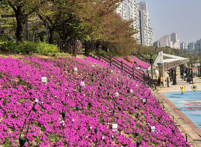 도봉구청 앞 징검다리~세월교 중랑천 제방에 진분홍 꽃잔디가 피어있다.