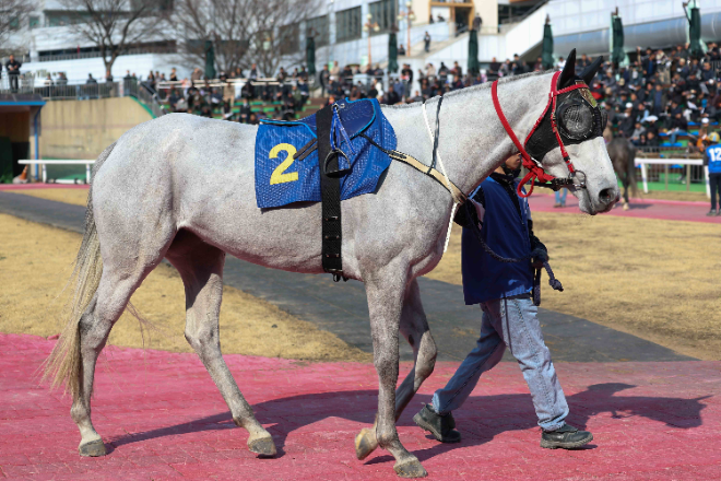 봄 암말 최강전 ‘제37회 뚝섬배(G2)’ 개최... 퀸즈투어 S/S의 제2관문 돌입