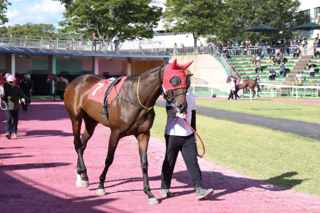 봄 암말 최강전 ‘제37회 뚝섬배(G2)’ 개최... 퀸즈투어 S/S의 제2관문 돌입