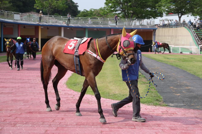 봄 암말 최강전 ‘제37회 뚝섬배(G2)’ 개최... 퀸즈투어 S/S의 제2관문 돌입