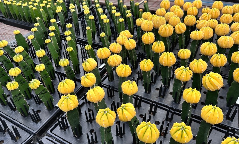 경기도, 아스트로피튬 신품종 ‘골드아이’·‘샤이스타’ 개발…선인장도 이제 프리미엄 시대!