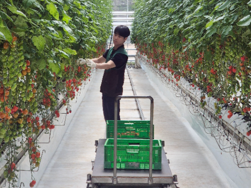 GS더프레시, 푸르메소셜팜 토마토 매입 5년간 382톤…작년 첫해 대비 21배