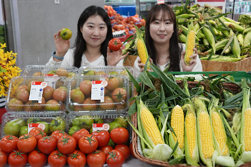 롯데마트, 강원 찰토마토와 초당옥수수 조기 출하 시작