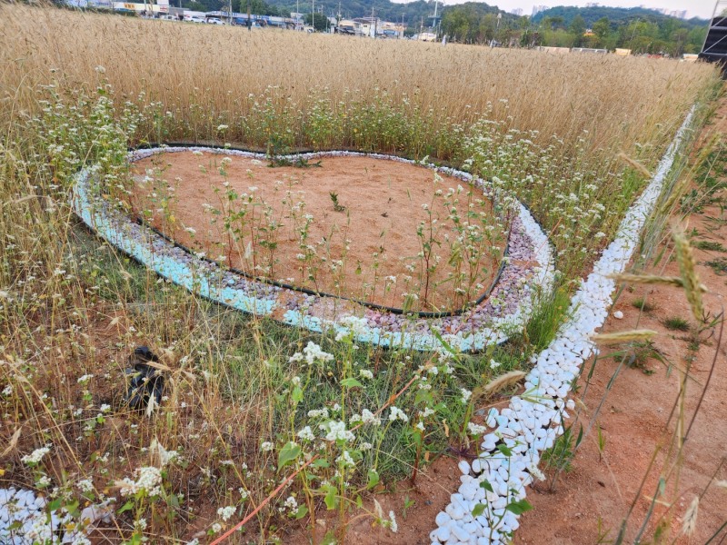 공연장 옆에는 호밀밭 이외 지난해를 추억하는 메일꽃이 식재돼 있었다.