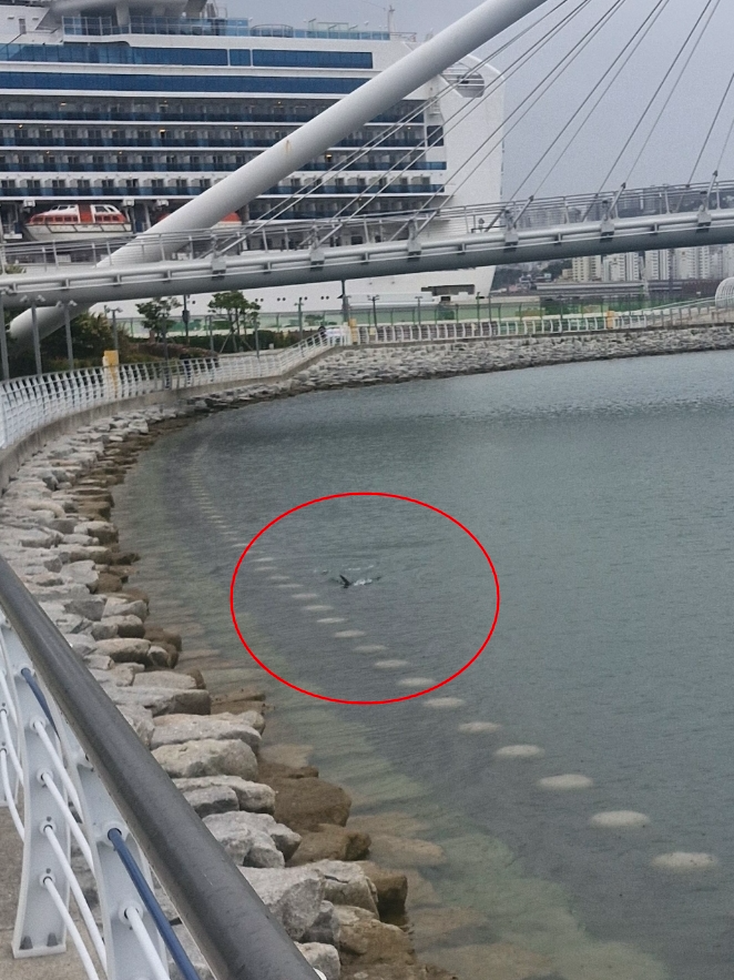 부산 동구 북항 친수공원에 상어 출현.(사진제공=부산해경)