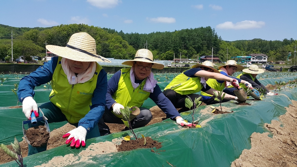 농협은행 부행장들 릴레이 농촌일손돕기 이어가